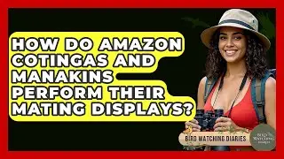 How Do Amazon Cotingas And Manakins Perform Their Mating Displays? - Bird Watching Diaries