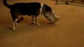 my dog eating popcorn