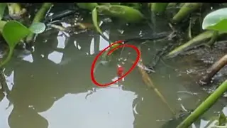 C&acirc;u c&aacute; r&ocirc; (video 90)@3ruongFishing 