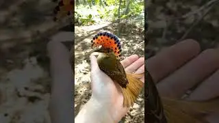 The royal flycatcher🕊️🐦