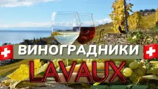 Lavaux Vineyards Switzerland 🇨🇭 | 🍇 Виноградники Лаво в Швейцарии. UNESCO. Lake Geneva