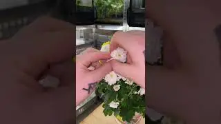 Flower mantis