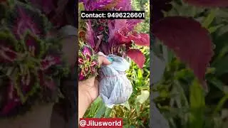 🍁അതിശയിപ്പിക്കുന്ന വിലയിൽ .. 15 Colour മനോഹരമായ Coleus Cuttings 🍁 Ph: 9496226601. #jilus world 🌎 🌍
