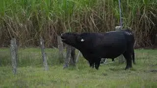 Black Bull Bellowing by a Fence | A Video C | beautiful animals |