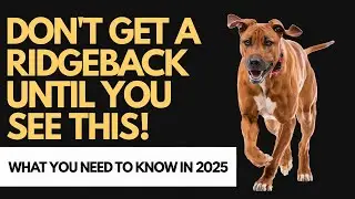 Watch This Before Getting a Rhodesian Ridgeback in 2025