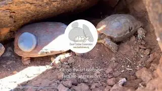 Female aggression in the Karoo dwarf tortoise (Chersobius boulengeri)