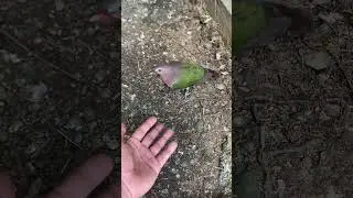 My Juan and only emerald dove | wild dove #birds #birdlovers
