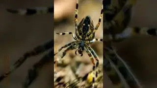 do not be sad 🕷️ | the spider clearly isn&rsquo;t | ironic short with royalty-free music  #shorts