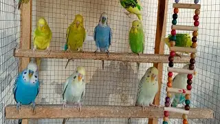 12 Hours of Budgies In Their Aviary - Singing and Playing - Play For Your Budgie - Budgie Sounds