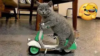 You Laugh You Lose 😂 Funniest Cats and Dogs 2026🦴🐩 Part 14