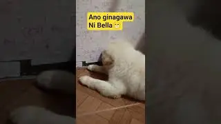 Play Baby Bella Chow #short #play #chowchowshortvideo