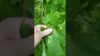 Maple spindle gall mite, Vadates aceriscrumena in maples.