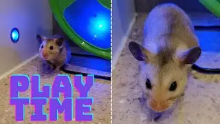Hamster Play Time - Cage Free Time - Hamster Care