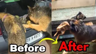 ഇതാണ് ഇവിടെ അവസ്ഥ 🙆‍♂️|LeoLaika|Chottuz | Belgium malinois & german Shepherd fight