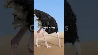 Heads Up! 🦩 Myth-Busting Ostriches!