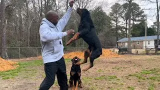 HOW MUCH EXERCISE DO ROTTWEILERS NEED? ARE THEY ATHLETIC?