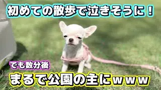 【感動×爆笑】初めての散歩で震えてた子犬チワワが、人混みの中で爆睡！