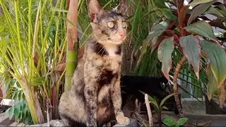 Best Cambodian cat are playing