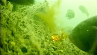 Underwater Fishing Footage - Blackfish Feeding On Crab Jigs