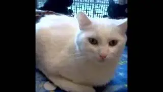 Girard Adopted - Caring for Cats No Kill Animal Shelter Minnesota