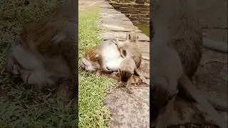 oldest mommy monkey Daisy in troop needs baby care about her #animals #monkey #animals