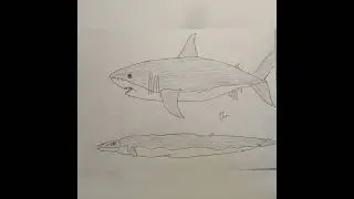 megalodon and basilosaurus size comparsion