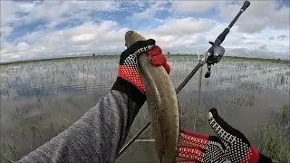 Rainy Season of Cambodia| Fishing Skill Of Fisherman| Standing in Field Fishing.