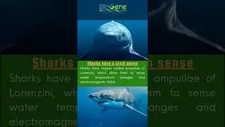 FACTOPIA | SHARKS #youtube #animals #ocean #learn #facts #online #fear #youtubeshorts