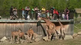 Parc Safari just 35 minutes from the US border