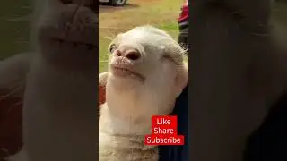 Cute Baby Goat Bleating | Cute Pets Kingdom