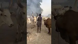 Traditional Care for Cows