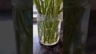 Yam leaves stem propagation for a larger fall harvest
