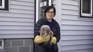 Iowa Bird Rehabilitation, Why we help, why you should too