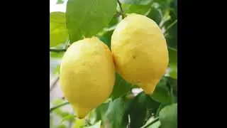 Lemon water health benefits