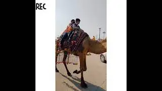 camel riding# riding# fun time#
