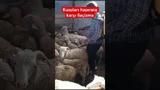 Kuzuları haşerata karşı ila&ccedil;lama #ilaclama #haşarat #k&ouml;ydeyaşam #&ccedil;iftlik #kuzu #k&uuml;&ccedil;&uuml;kbaşhayvancılık