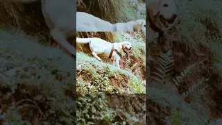 Tribute to Indian Army Dog Kent | Rajouri Encounter 💔 #army #shorts