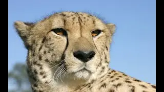 learn to love animals sounds of dogs cats words cow monkey kangaroo horse fish