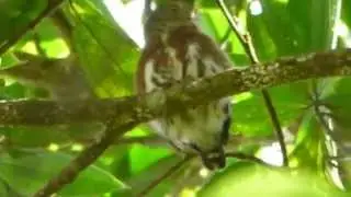 CENTRAL AMERICAN PIGMY OWL