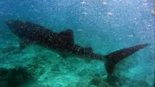 My time with the Maldive Whale Shark Research Programme