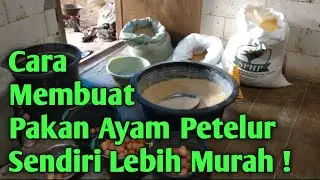 Cara Membuat Pakan Ayam Petelur Sendiri