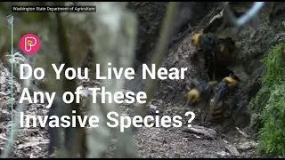 Do you live near any of these invasive species?