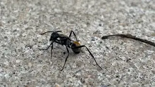 Ant cleaning itself after a fight
