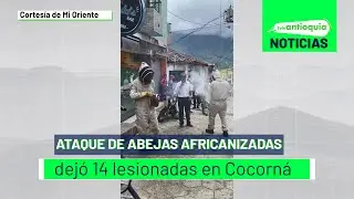Ataque de abejas africanizadas dej&oacute; 14 lesionados en Cocorn&aacute; - Teleantioquia Noticias