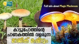 കാട്ടുപോത്തിന്റെ ചാണകത്തില്&zwj; വളരുന്ന മാജിക് മഷ്&zwnj;റൂം | Full info about Magic Mushroom