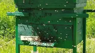 Рой вышел и зашёл обратно, загадка.