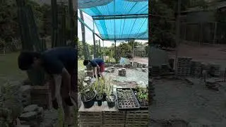 Sulturtle in Slow Motion 🐢🎬 So Satisfying! #SlowMoAnimals #SulturtleShorts #calmingcontent