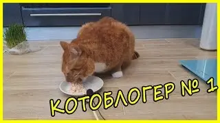 Обзор и Дегустация Влажного Корма для Котов Cat Chef с Курицей и Кальмаром. Преумиум Корм для Кошек