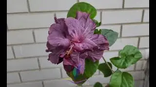 Caribbean Lavender Ice #Annaost #Аннаост #гибискуссортовой #Гибискус #hibiscus #GeraGibis #герагибис