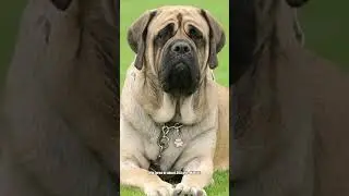 Top ten dog strongest bite psi#dog #psi #fyp